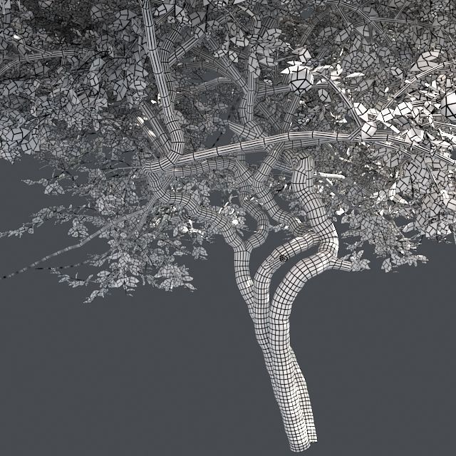 Lemon Fruit Tree Low-poly 3D model_5