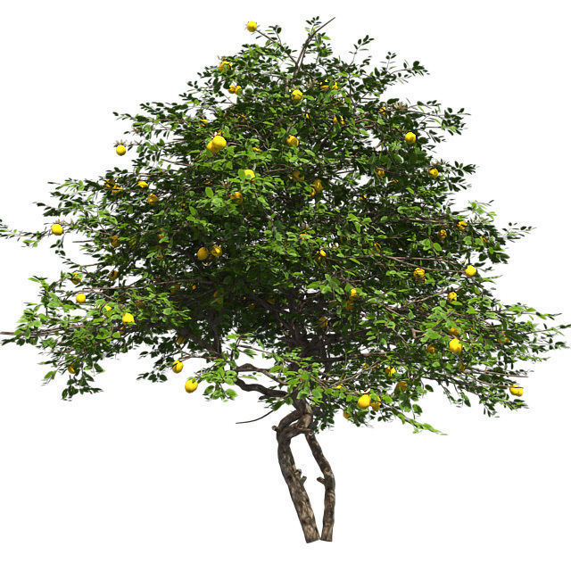Lemon Fruit Tree Low-poly 3D model_2