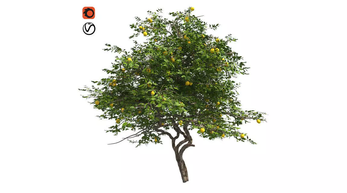 Lemon Fruit Tree Low-poly 3D model_0