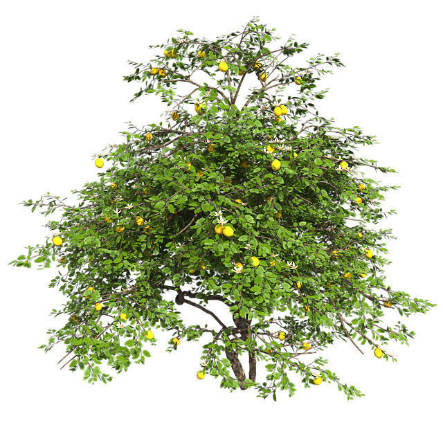 Lemon Fruit Tree Low-poly 3D model_3
