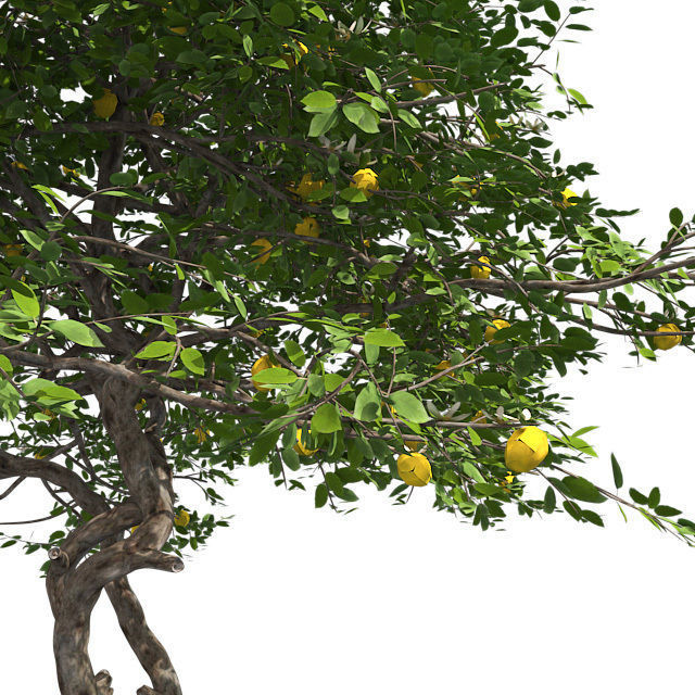 Lemon Fruit Tree Low-poly 3D model_4