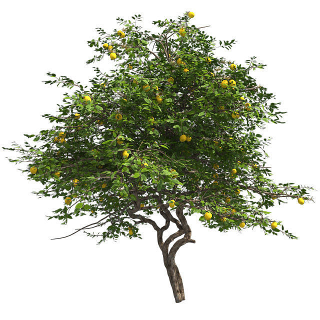 Lemon Fruit Tree Low-poly 3D model_1