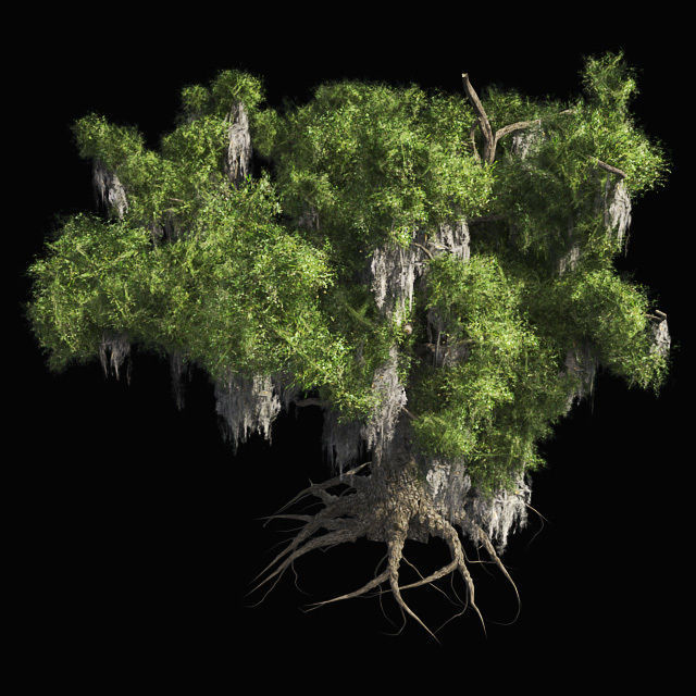 Live Oak Tree Low-poly 3D model_2