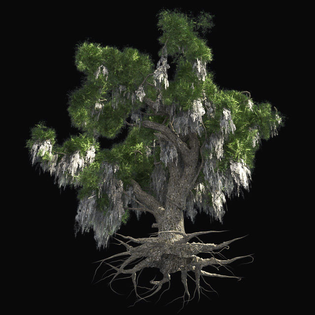 Live Oak Tree Low-poly 3D model_1
