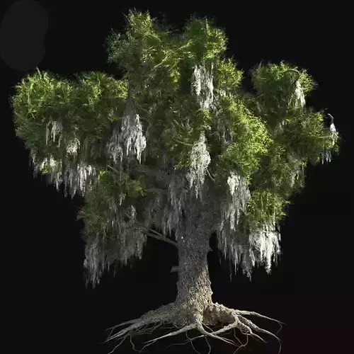 Live Oak Tree Low-poly 3D model