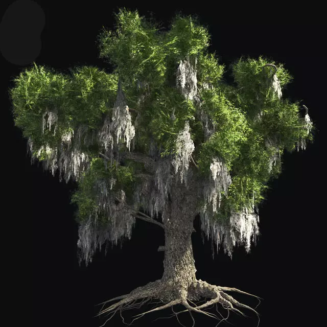 Live Oak Tree Low-poly 3D model_0