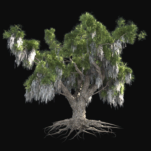Live Oak Tree Low-poly 3D model_3