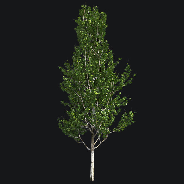Lombardy Poplar Tree Low-poly 3D model_1