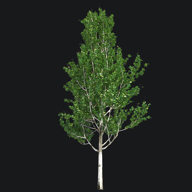 Lombardy Poplar Tree Low-poly 3D model_3