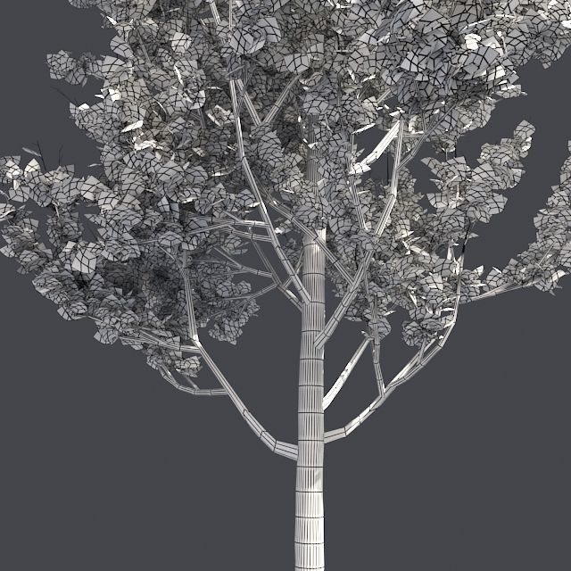 Lombardy Poplar Tree Low-poly 3D model_5