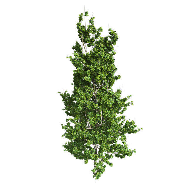 Lombardy Poplar Tree Low-poly 3D model_4