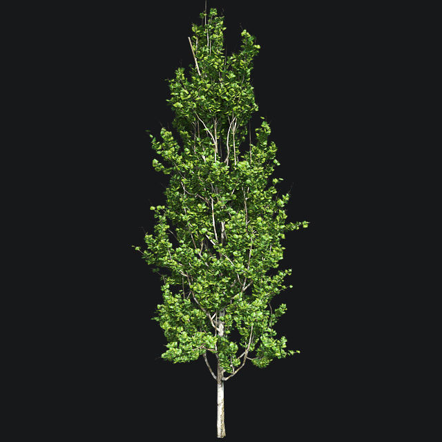 Lombardy Poplar Tree Low-poly 3D model_2