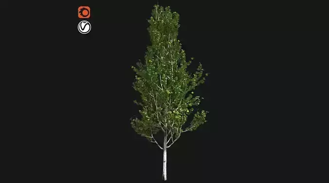Lombardy Poplar Tree Low-poly 3D model