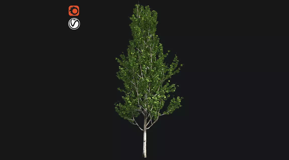 Lombardy Poplar Tree Low-poly 3D model_0