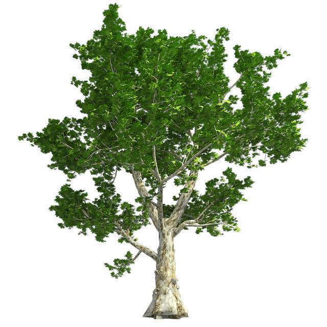 London Plane Tree Low-poly 3D model_2