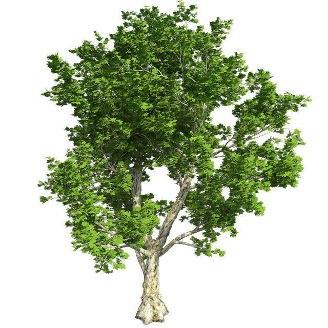 London Plane Tree Low-poly 3D model_1