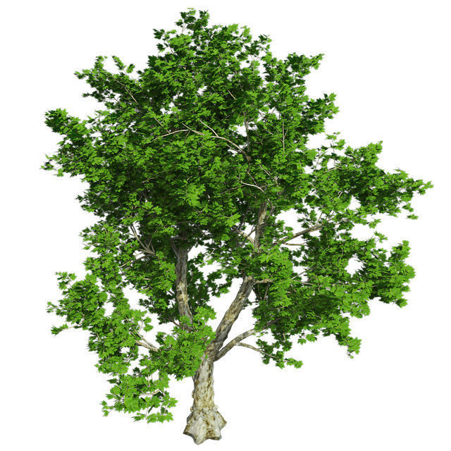 London Plane Tree Low-poly 3D model_3