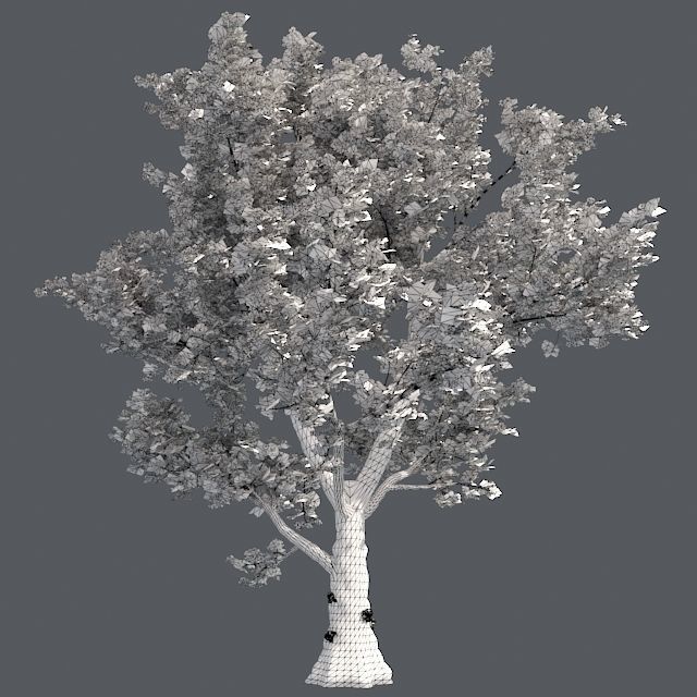London Plane Tree Low-poly 3D model_4