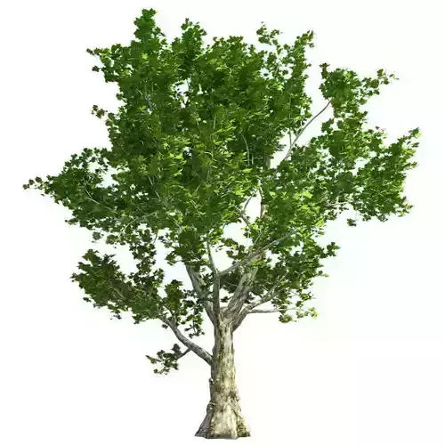 London Plane Tree Low-poly 3D model