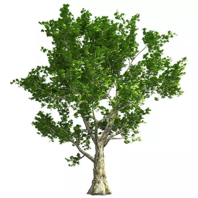 London Plane Tree Low-poly 3D model_0