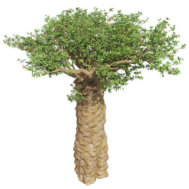 Madagascan Baobab Tree Low-poly 3D model_1