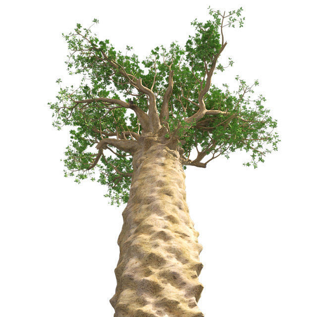 Madagascan Baobab Tree Low-poly 3D model_2