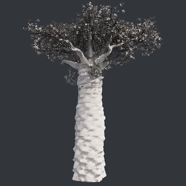 Madagascan Baobab Tree Low-poly 3D model_4