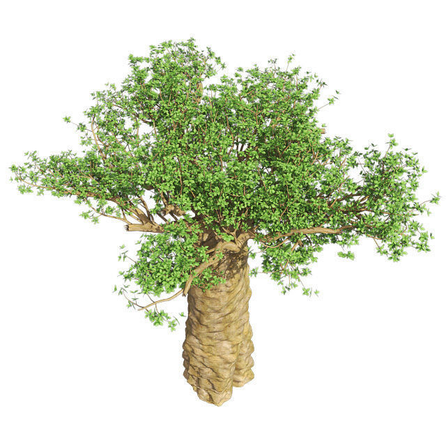 Madagascan Baobab Tree Low-poly 3D model_3