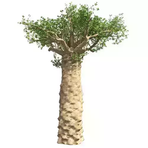 Madagascan Baobab Tree Low-poly 3D model