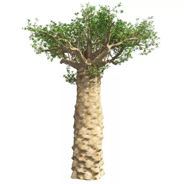 Madagascan Baobab Tree Low-poly 3D model_0