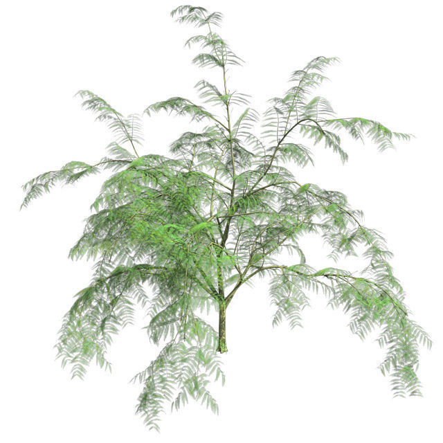 Mimosa Tree Low-poly 3D model_2