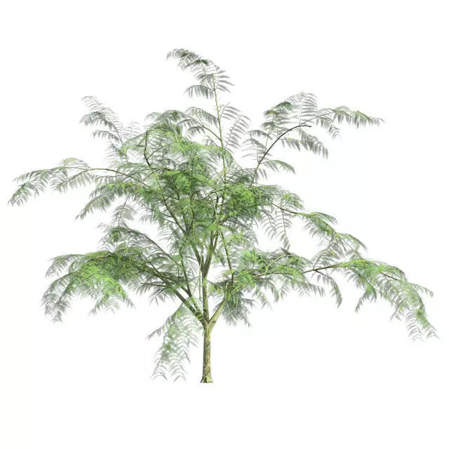 Mimosa Tree Low-poly 3D model_0