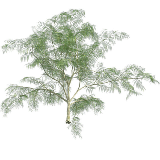 Mimosa Tree Low-poly 3D model_1
