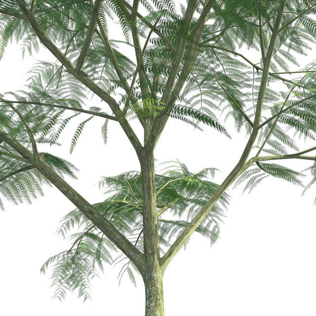 Mimosa Tree Low-poly 3D model_3