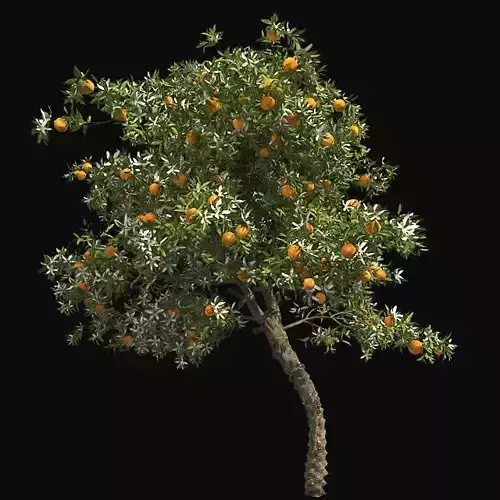 Orange Fruit Flower Low-poly 3D model