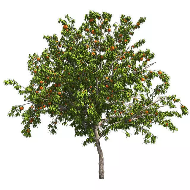 Peach Tree Low-poly 3D model
