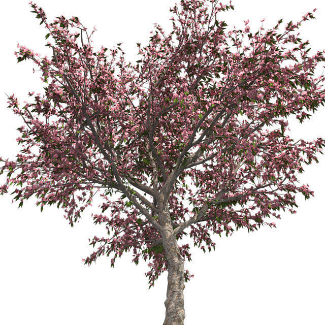 Peach Flowers Tree Low-poly 3D model_2