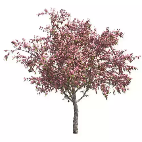 Peach Flowers Tree Low-poly 3D model