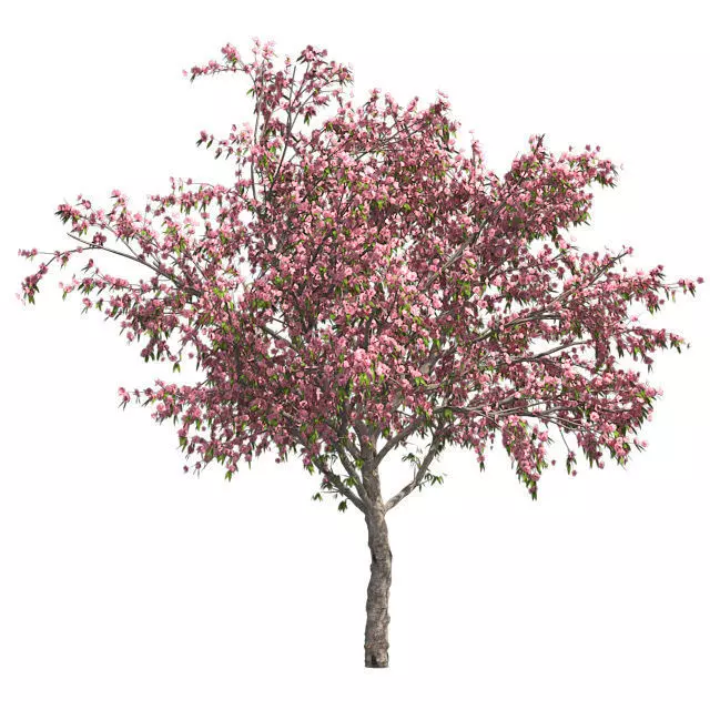 Peach Flowers Tree Low-poly 3D model_0