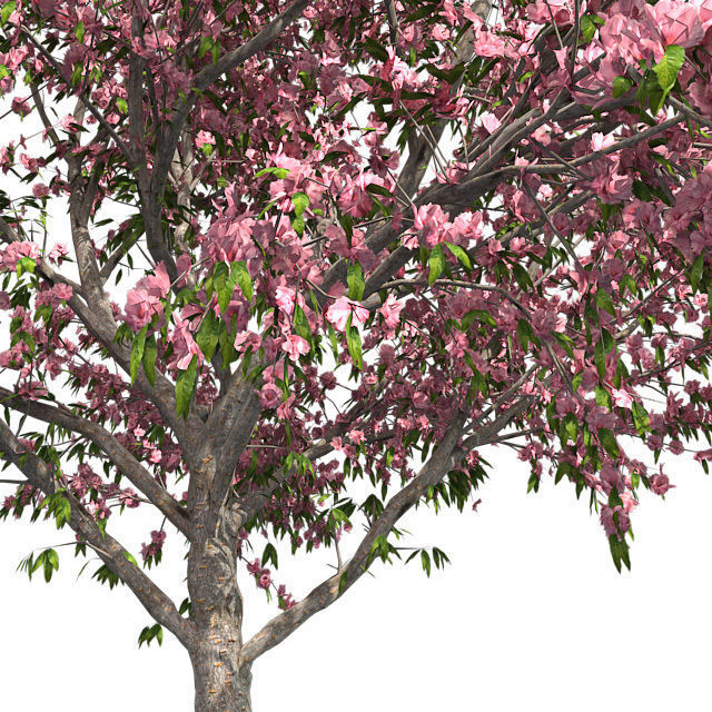 Peach Flowers Tree Low-poly 3D model_3