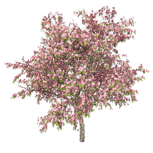 Peach Flowers Tree Low-poly 3D model_1