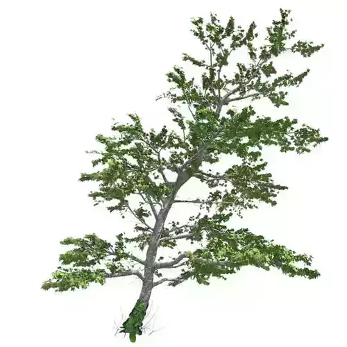 Plitvice Maple Tree Low-poly 3D model