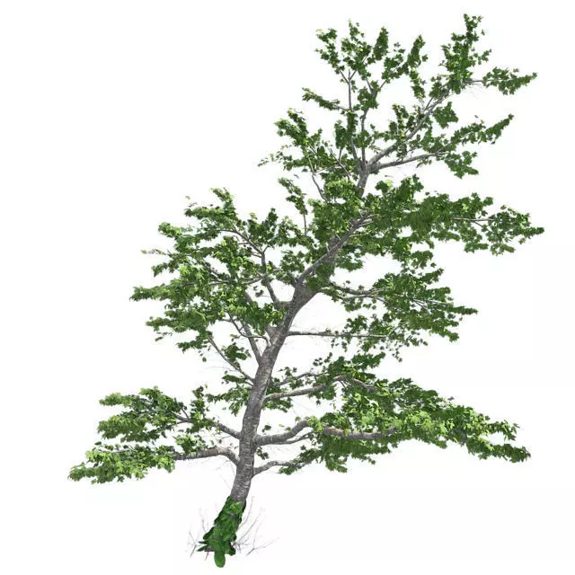 Plitvice Maple Tree Low-poly 3D model_0