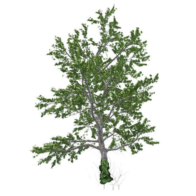 Plitvice Maple Tree Low-poly 3D model_1