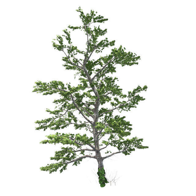 Plitvice Maple Tree Low-poly 3D model_3