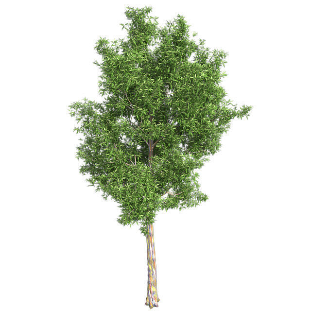 Rainbow Gum Tree Low-poly 3D model_1