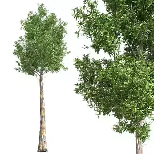 Rainbow Gum Tree Low-poly 3D model