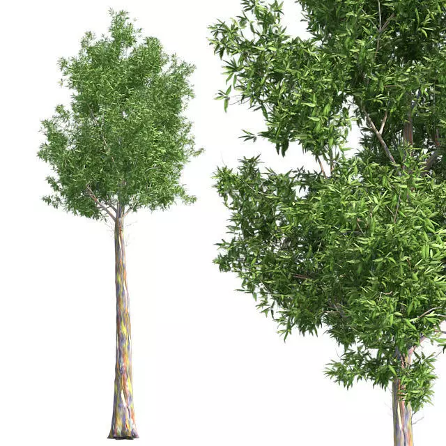 Rainbow Gum Tree Low-poly 3D model_0