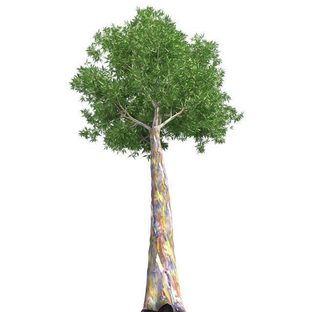 Rainbow Gum Tree Low-poly 3D model_2
