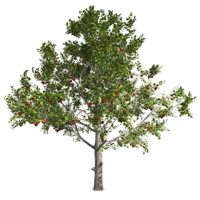 Red Delicious Apple Tree Low-poly 3D model_0